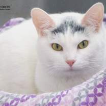 Thumbnail photo of Wings #1