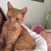 Thumbnail photo of Freddy #4