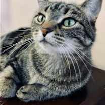 Thumbnail photo of Sansa #2
