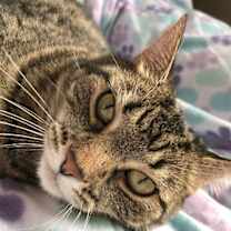 Thumbnail photo of Sansa #3
