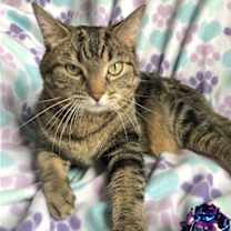 Thumbnail photo of Sansa #4