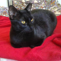 Thumbnail photo of Yamuna/ smart, affectionate #1