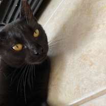 Thumbnail photo of Yamuna/ smart, affectionate #2