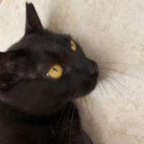 Thumbnail photo of Yamuna/ smart, affectionate #3