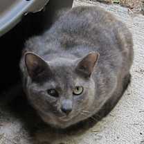 Thumbnail photo of Sylvia #1