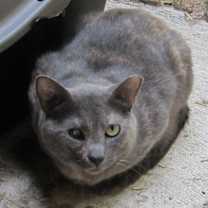 Thumbnail photo of Sylvia #2