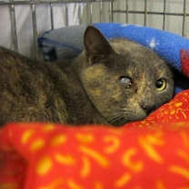 Thumbnail photo of Sylvia #3