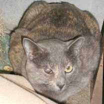 Thumbnail photo of Sylvia #4