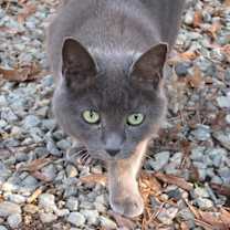 Thumbnail photo of Lalla #2