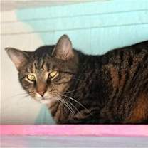 Thumbnail photo of Johnny Rocket #1