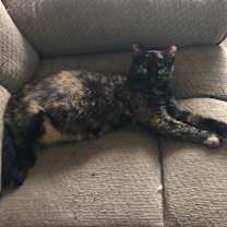 Thumbnail photo of Asterisk #2