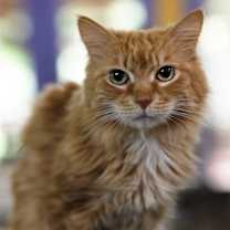 Thumbnail photo of Nala #2