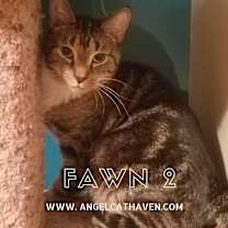 Thumbnail photo of Fawn 2 #1