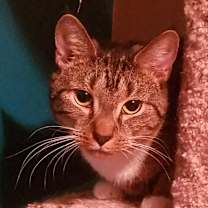 Thumbnail photo of Fawn 2 #2