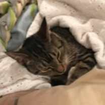 Thumbnail photo of Fawn 2 #3