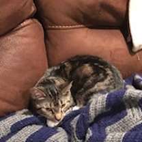 Thumbnail photo of Fawn 2 #4