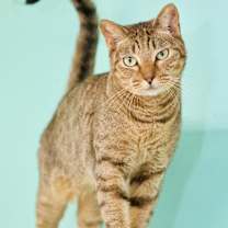 Thumbnail photo of Beau #1