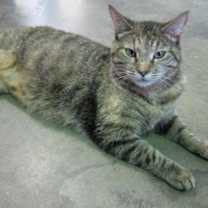 Thumbnail photo of Violet 1 (Sponsored) #1