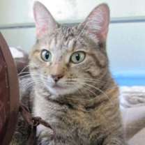 Thumbnail photo of Violet 1 (Sponsored) #3