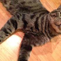 Thumbnail photo of Barney- social, dog alike #1