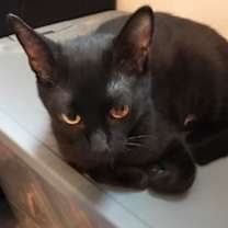 Thumbnail photo of Luna #1
