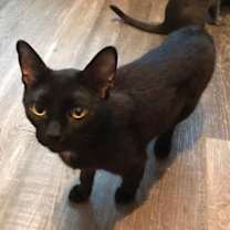 Thumbnail photo of Luna #2