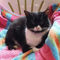 Thumbnail photo of Sophia #1