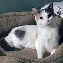 Thumbnail photo of Peigi #4