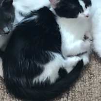 Thumbnail photo of Joy #1