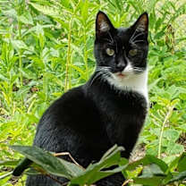 Thumbnail photo of Aran #1