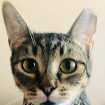 Thumbnail photo of ANIKA #1