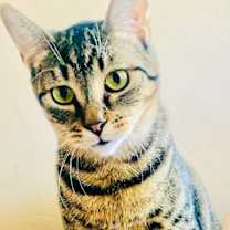 Thumbnail photo of ANIKA #2