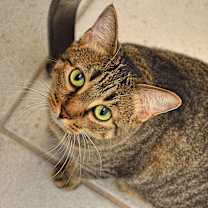 Thumbnail photo of Windy- Irish rooftop mom! #1