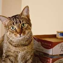 Thumbnail photo of Windy- Irish rooftop mom! #2