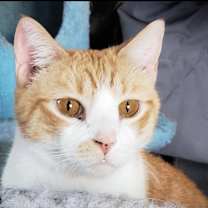 Thumbnail photo of Theodore #2