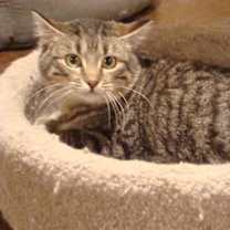Thumbnail photo of Zorrita #1