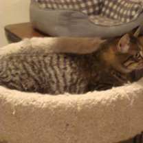 Thumbnail photo of Zorrita #2