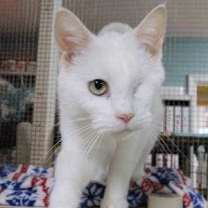 Thumbnail photo of Saraphina #1