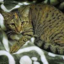 Thumbnail photo of Fern #3