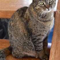 Thumbnail photo of Kit kat #1