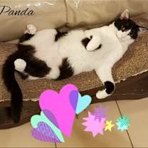 Thumbnail photo of Panda #1