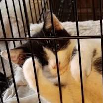 Thumbnail photo of Panda #2