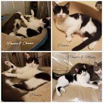 Thumbnail photo of Panda #3