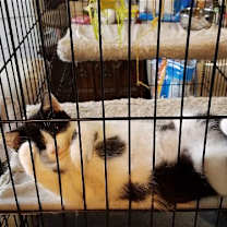 Thumbnail photo of Panda #4