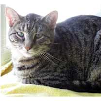 Thumbnail photo of Johnny Rocket #2