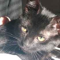 Thumbnail photo of Blinky #3