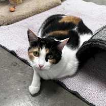 Thumbnail photo of Miss Pretty #2