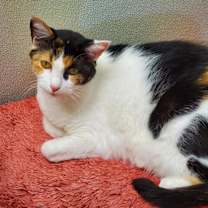 Thumbnail photo of Miss Pretty #3