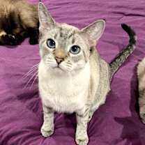 Thumbnail photo of Cookie #3