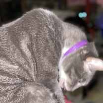 Thumbnail photo of Heather #3